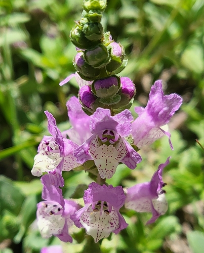 Sand Brazoria (Brazoria arenaria)