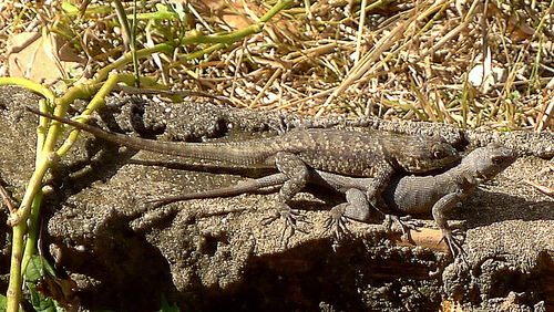 Peters' Lava Lizard, photo 8 of 10
