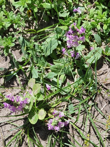 Image of Brazoria arenaria by (c) Nicole, some rights reserved (CC BY)