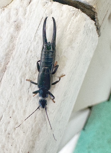 Black earwig photo 6