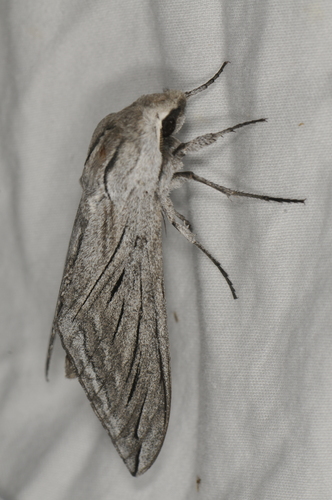 Asellus Sphinx