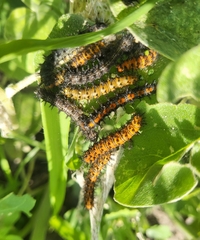 Bordered Patch