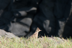 Alauda gulgula coelivox