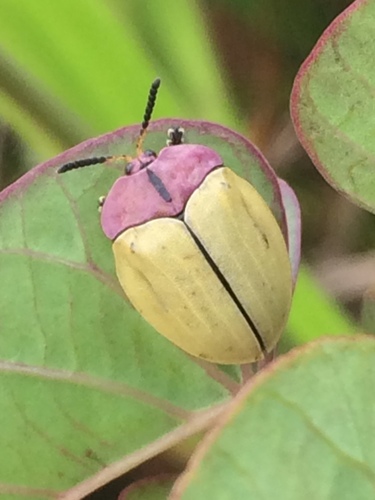 Zatrephina lineata