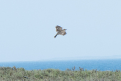 Alauda gulgula coelivox