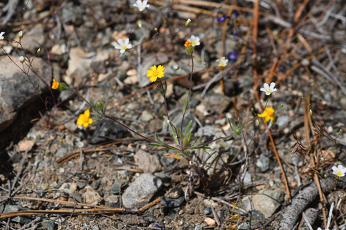 Stebbins' tarweed (Harmonia stebbinsii)