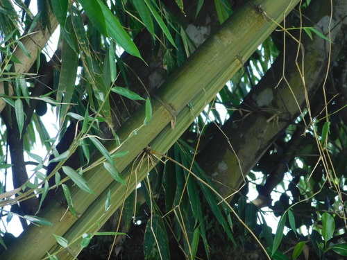 Image of Gigantochloa verticillata by (c) Ganjar Cahyadi, some rights reserved (CC BY)
