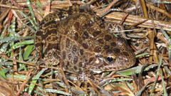 Lithobates areolatus circulosus