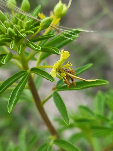 Image of Polanisia erosa by (c) Nicole, some rights reserved (CC BY)
