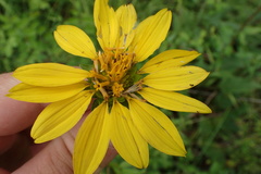 Silphium radula