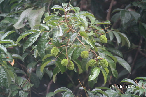 Nephelium ramboutan-ake observed 2024-06-09