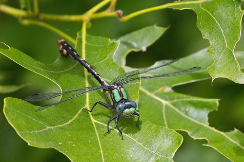 St. Croix Snaketail photographed in Minnesota