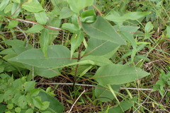 Silphium radula