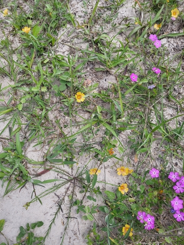 Image of Phlox glabriflora by (c) Nicole, some rights reserved (CC BY)
