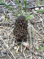 Morchella snyderi