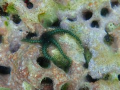 Ophiothrix