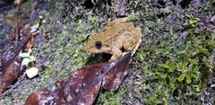 Limnonectes microdiscus