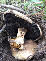Agaricus moronii