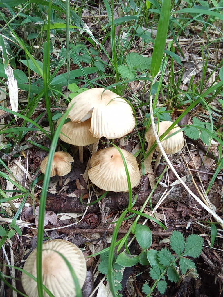 Marasmius maximus · June 2024 · photo: © hector_montero (iNaturalist, cc-by)