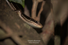 Varzea altamazonica