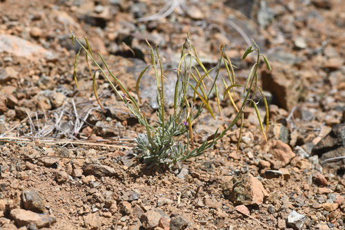 serpentine rockcress (Boechera serpenticola)