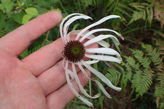 Echinacea sanguinea