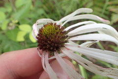 Echinacea sanguinea