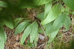 Echinacea sanguinea