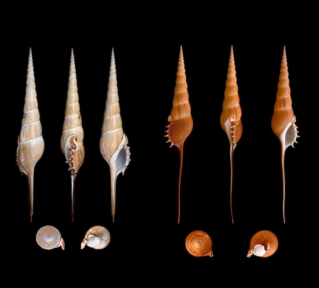 Tibia