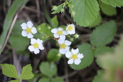 Fragaria virginiana