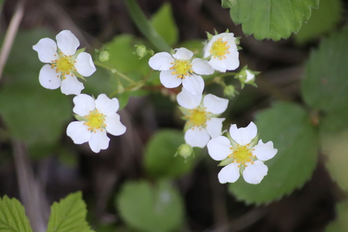 Fragaria virginiana
