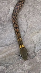 Orange-Collared Keelback photo 4