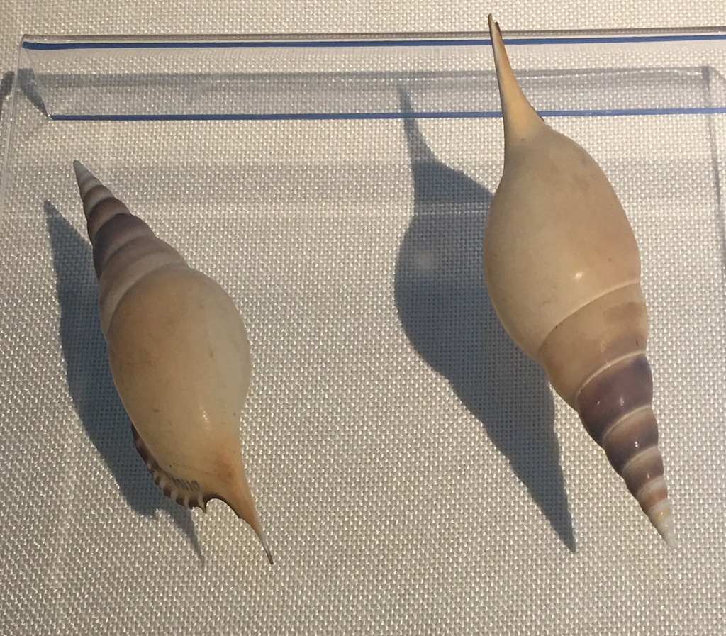 Tenuitibia