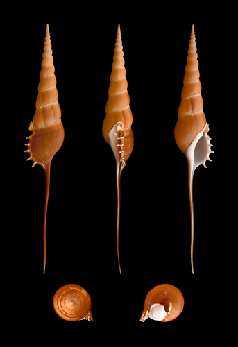 Tibia fusus