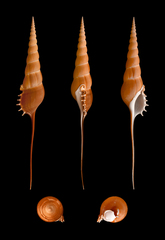 Tibia fusus