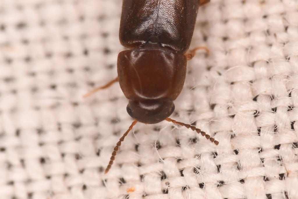 California False Darkling Beetle
