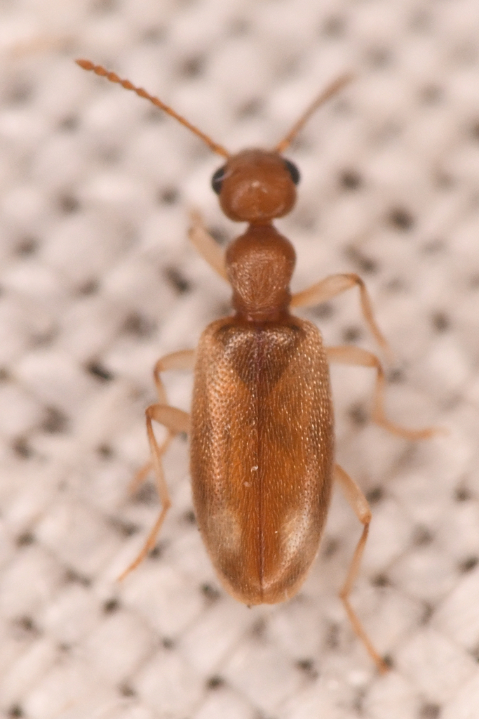 Anthicus praeceps