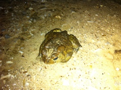 Anaxyrus americanus charlesmithi