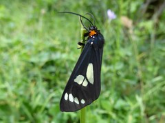 Gnophaela latipennis