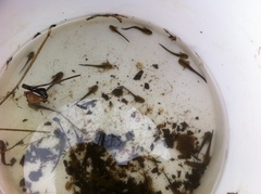 Ambystoma annulatum