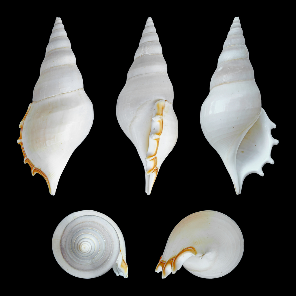 delicate tibia