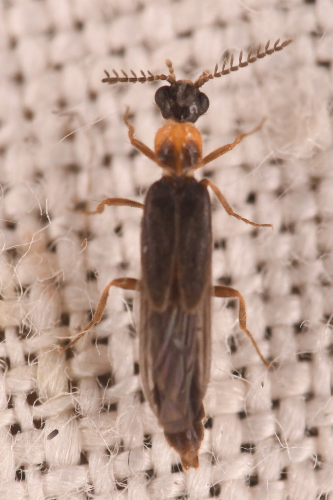 Cenophengus debilis