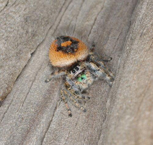 Bold Jumping Spider, photo 3 of 10