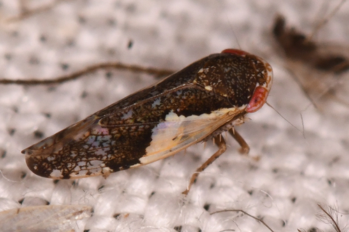 Norvellina rostrata