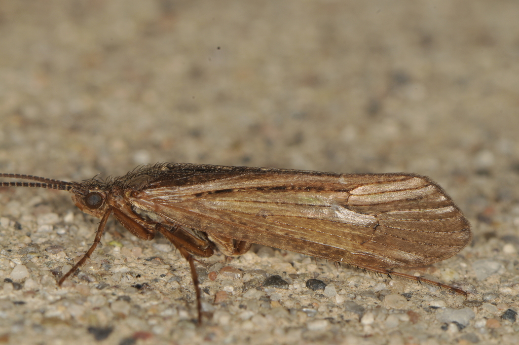 Limnephilus spinatus
