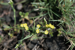 Limonium sinense