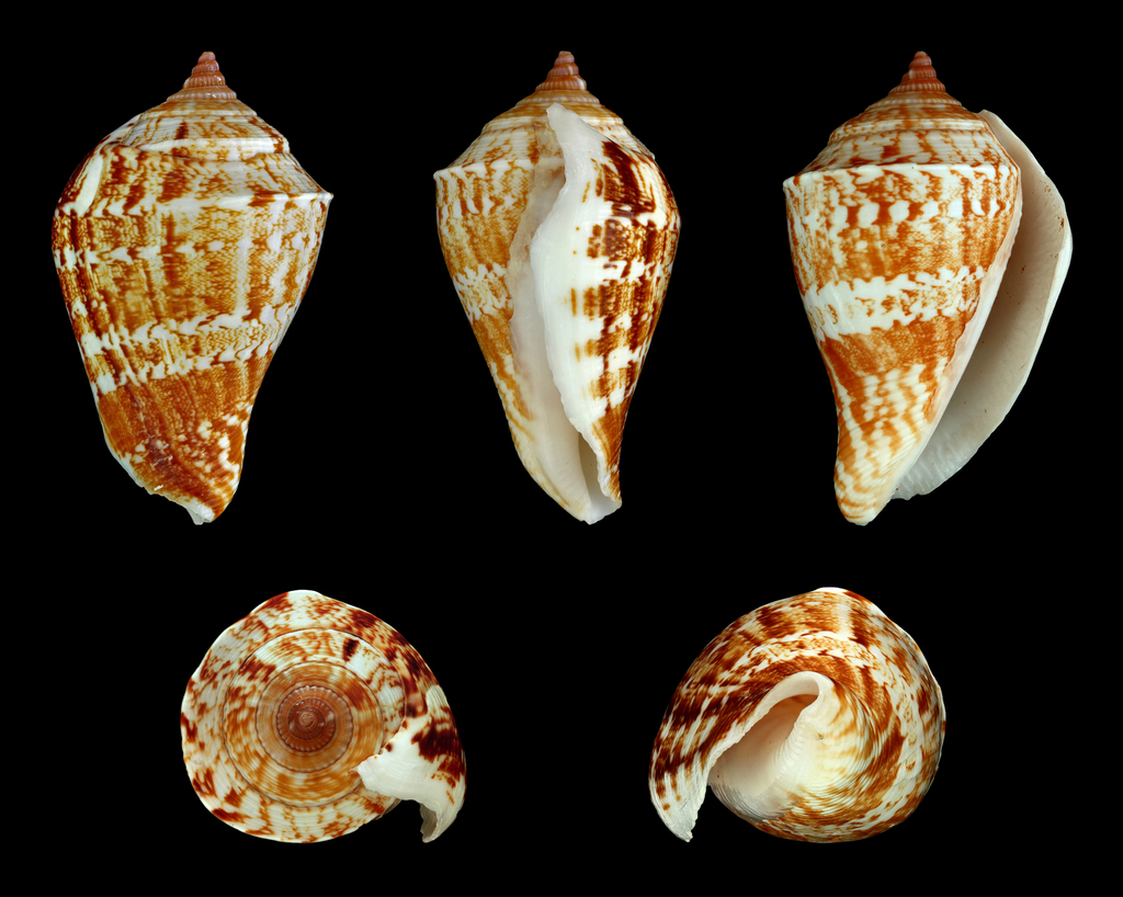 marginate conch