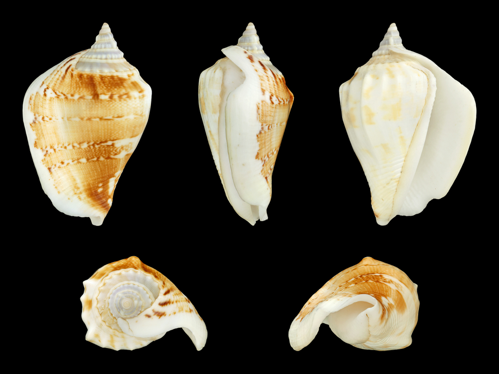 solid conch
