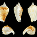 Solid Conch - Photo (c) H. Zell, some rights reserved (CC BY-SA)