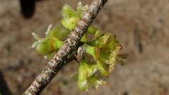 Chaetocarpus myrsinites